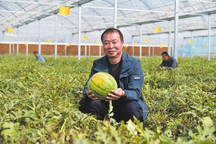 广平县南阳堡镇后南阳堡村引种的科研新品种麒麟西瓜喜获丰收