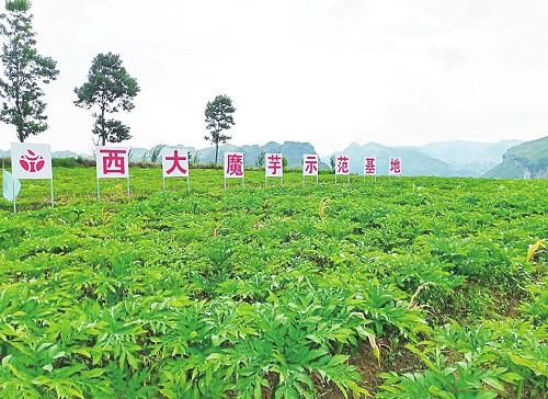 借力新电商 西南山区有了新的致富经