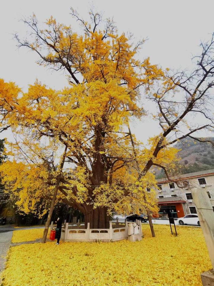 西峰寺1200岁古银杏树完成复壮