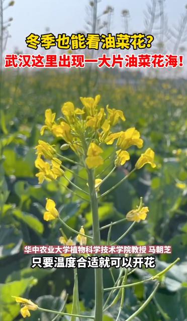 冬季也能看油菜花？武汉这里出现一大片油菜花海