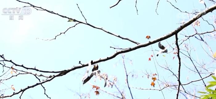 国家一级保护野生植物野生绒毛皂荚荚果进入成熟期