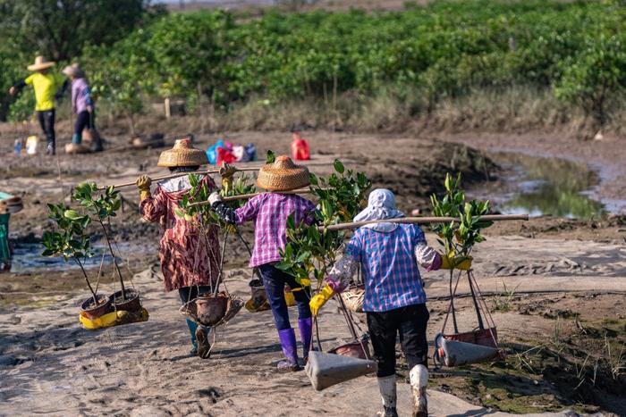 保乐力加中国出席《湿地公约》COP14分享红树林保护成效