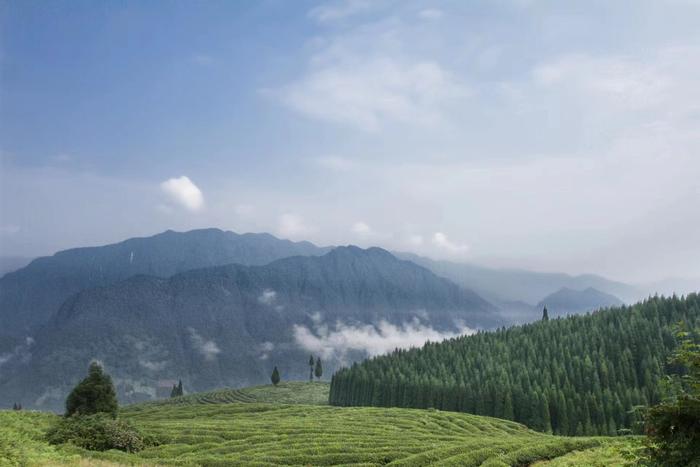 邛崃黑茶：“南宝高山”森林中的茶园