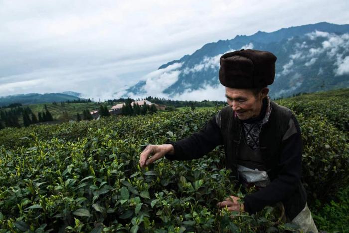 邛崃黑茶：“南宝高山”森林中的茶园