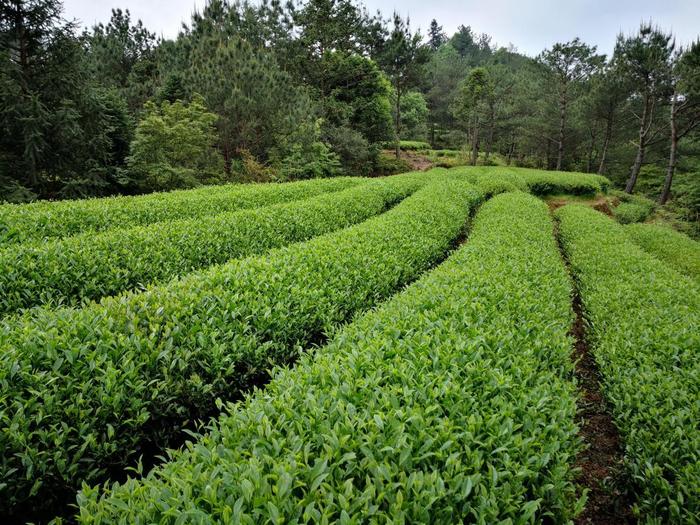 武夷岩茶国家标准样品是什么样的？金交椅茶业通过定值审评！