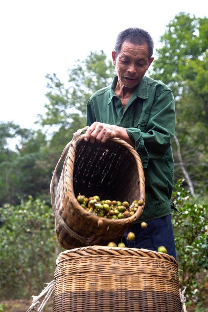 我为家乡的齐云山高油酸山茶油打call