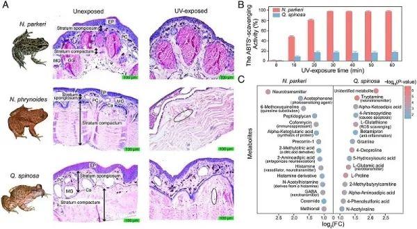 研究揭示高山倭蛙皮肤适应强紫外环境分子机制