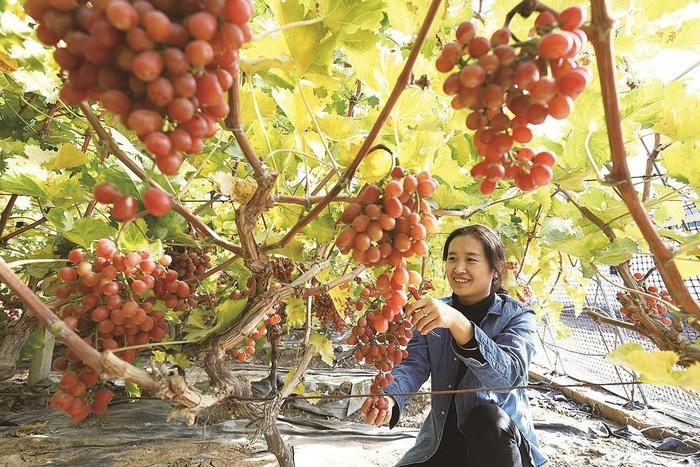 大棚葡萄助增收