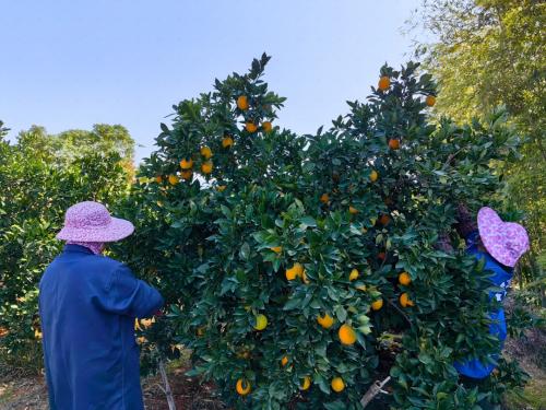 让更多好生鲜走出去 顺丰全方位布局桔橙产业链物流