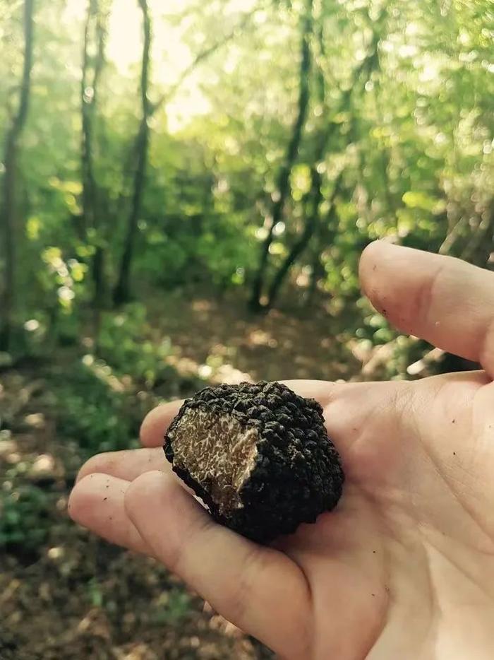 “餐桌黑钻石”云南野生黑松露，海拔4200米当季现采，鲜嫩脆爽！