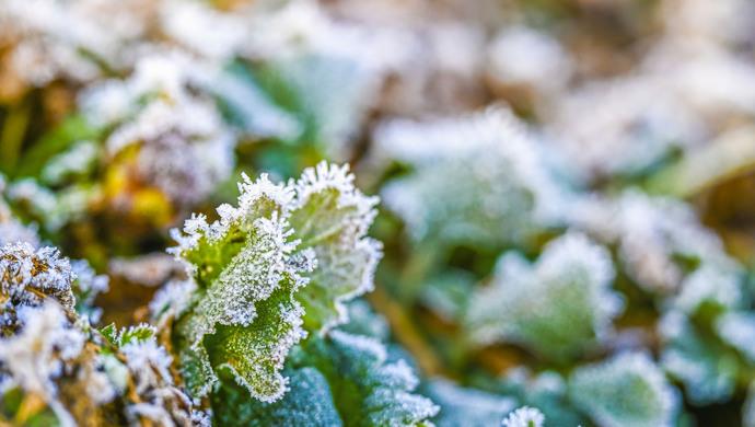 上海今年第一场雪竟下在了秋天，比常年提前一个多月，明天还有雪吗？