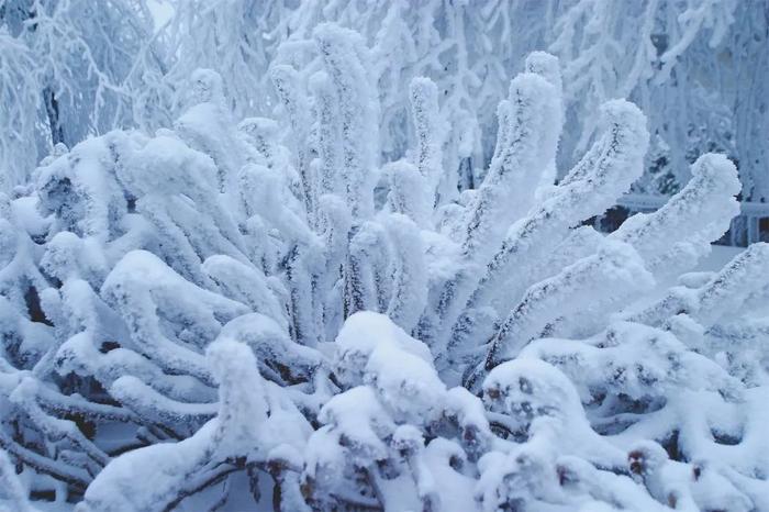 鸡公山景区下雪了，一键打开美颜模式