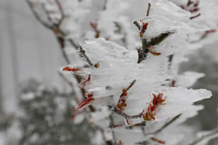 鸡公山景区下雪了，一键打开美颜模式