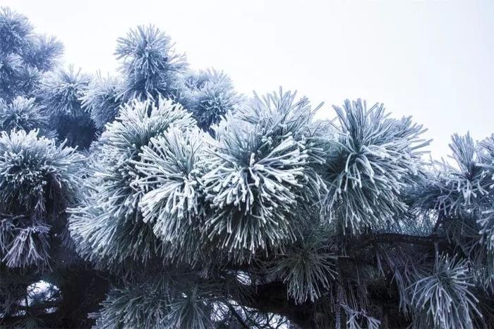 鸡公山景区下雪了，一键打开美颜模式