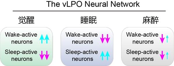 科学家发现全身麻醉对睡眠核心网络的调控规律