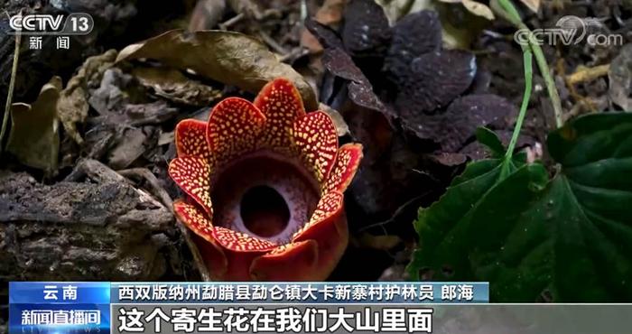 多样的生物 多样的精彩｜热带雨林寄生花：与濒危植物再结“今生缘”