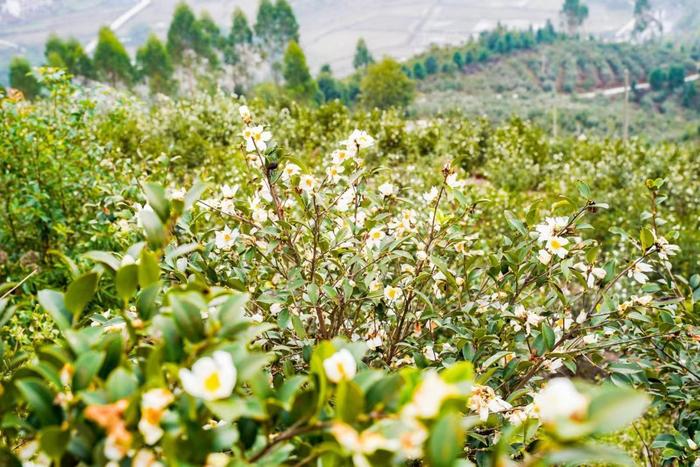 高品质江西山茶油，高质量健康新生活——首届江西油茶文化节盛大开幕