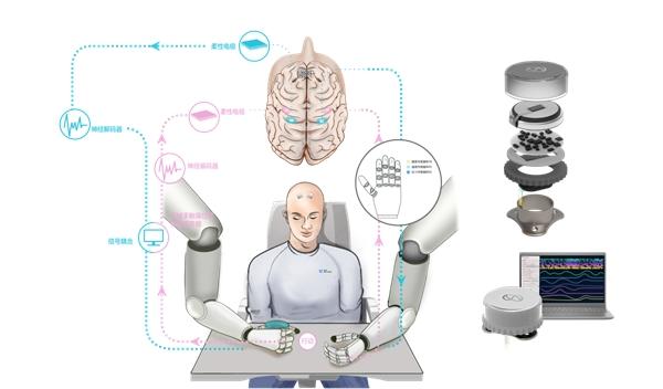 脑虎科技：柔性电极对实现大脑活动长期稳定具有重要意义