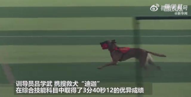 湖北举行首届搜救犬技术交流大赛：比赛科目设置废墟搜救、野外搜救等多种项目