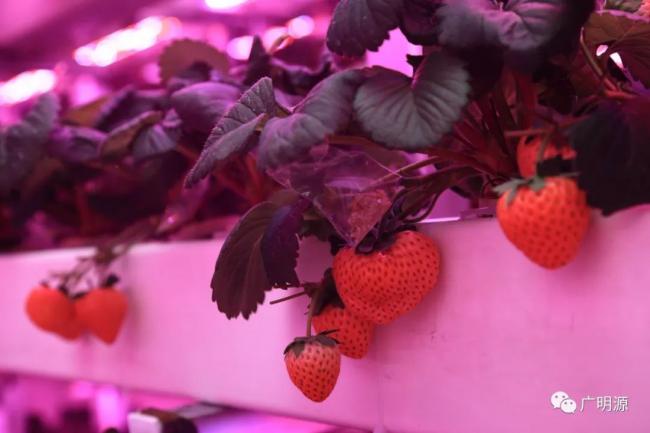 设施农业草莓光照产品标准在深圳发布或引领行业发展