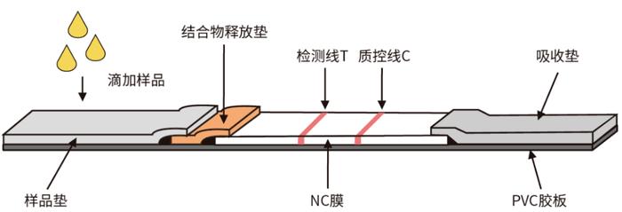 抗原检测试剂盒由这些材料组成→