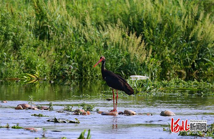 河北涉县清漳河湿地公园正式成为国家湿地公园
