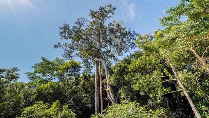 可持续是什么颜色的？ 奔驰星愿基金“保护热带雨林生物多样性行动”给你答案