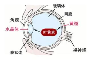 奶粉排行榜前十位佳贝艾特睛滢，营养护爱精彩未来