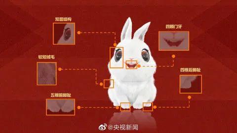 春晚吉祥物“兔圆圆”原型是“安徽模鼠兔”！兔和鼠到底啥关系？