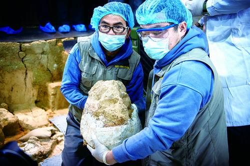 百万年前“郧县人”3号头骨化石“出舱”