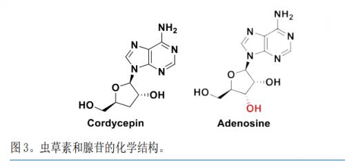 张伯礼院士称抵抗力是最好武器，“参灵草”为免疫力持续续航