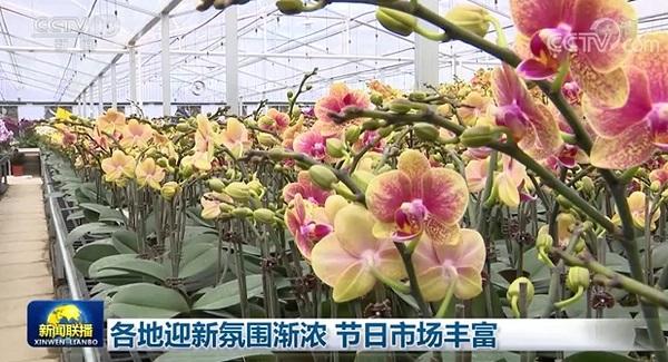 云花装扮新年！今晚云南玉溪登上央视《新闻联播》