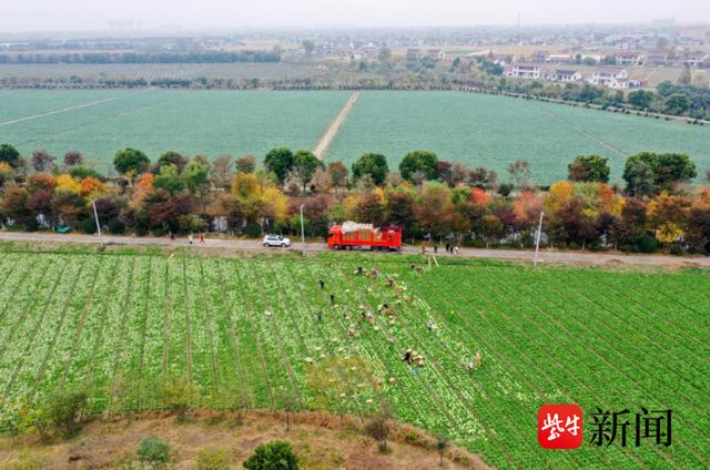 如皋市如城街道： 小农经济推动产业兴旺　把美写在乡村大地上