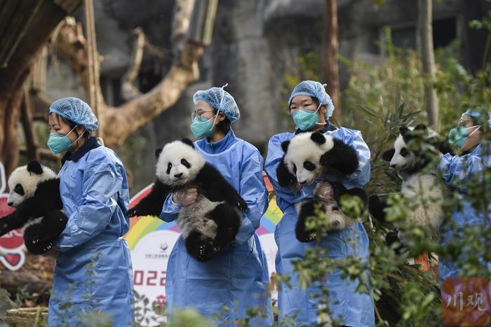 C视频丨萌！2022年新生大熊猫宝宝集体亮相