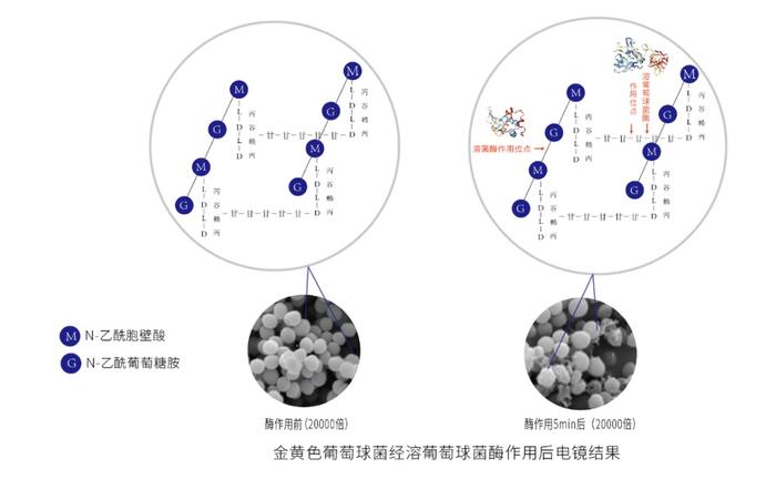 生物酶杀菌技术从“医”到“民”转化 生物蛋白酶湿巾受好评