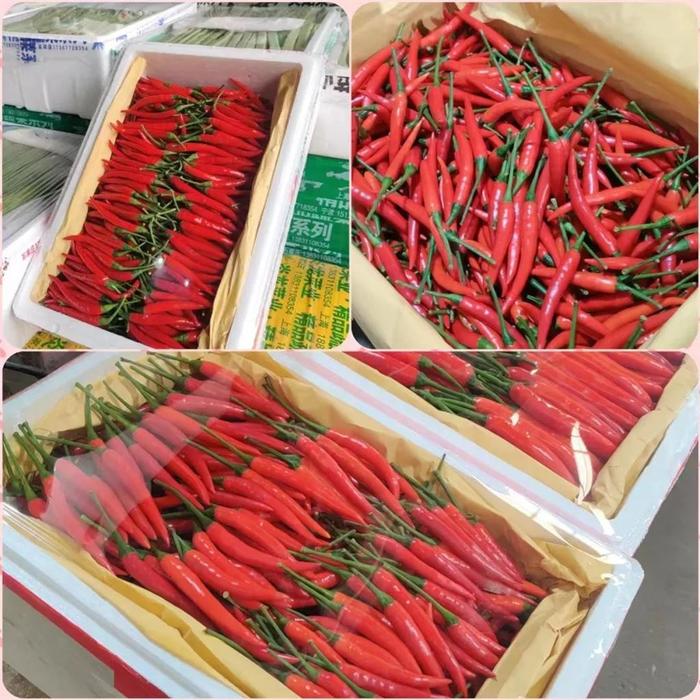 申城蔬菜批发价格呈现季节性调整：小米椒触底，散花菜价格走高