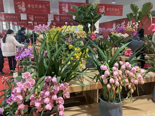 探访武汉最大的花卉市场：鲜花销售紧俏，春节气息浓厚