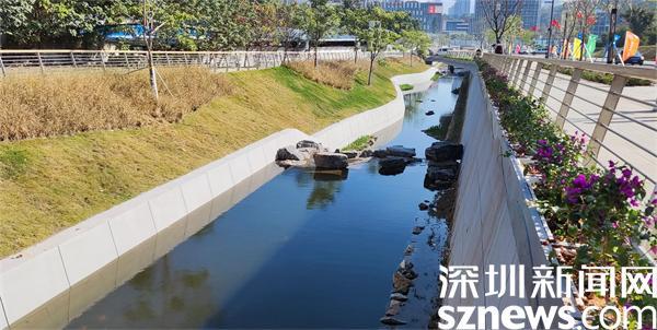 罗湖构建“山水连城”碧道建设示范工程 探索暗渠复明新模式