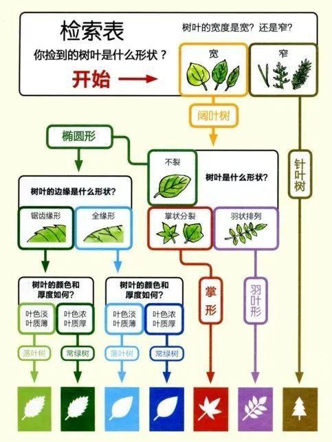 落叶的颜色五彩缤纷，树叶的形状和颜色里有这些学问→