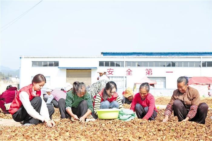 图为党员干部在中潮镇中潮村帮助农户晾晒茶油籽。