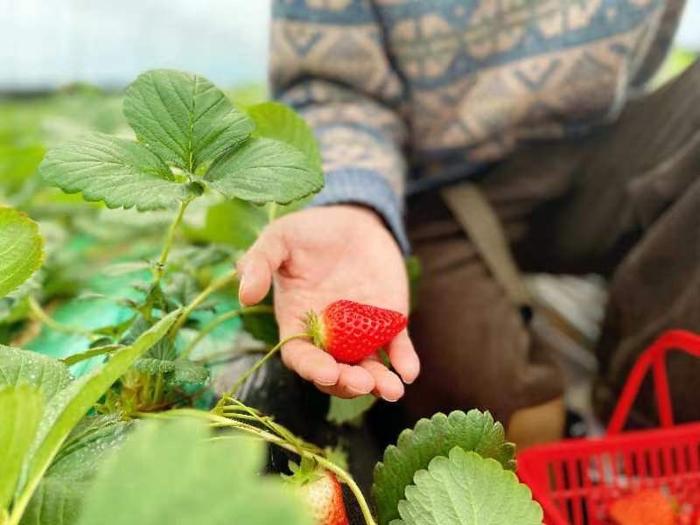 “扬莓兔气”迎新春！宝山罗泾地产草莓喊你来采摘