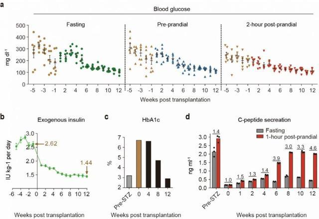 干细胞治疗糖尿病又有新突破！瑞普晨创在Nature Metabolism发布胰岛移植新策略