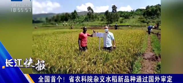 全国首个！湖北省农科院杂交水稻新品种通过国外审定