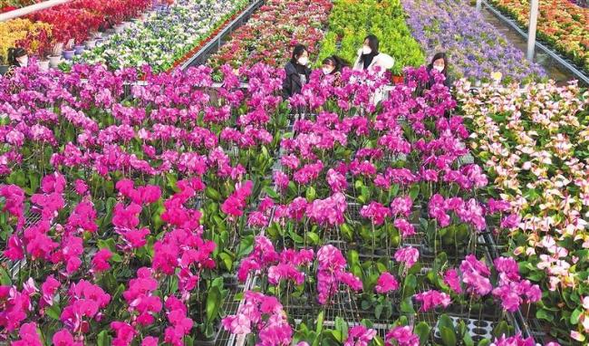 【图片新闻】顾客在临夏县北塬镇一处花卉市场选购鲜花 喜迎新春佳节