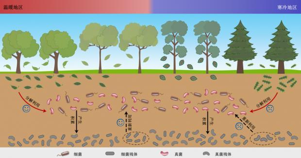 微生物：我们是土壤物质循环的发动机！