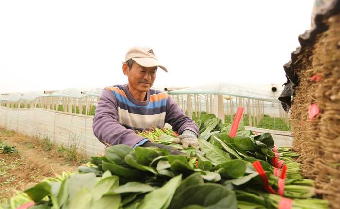 （组图） 蔬菜丰收供市场