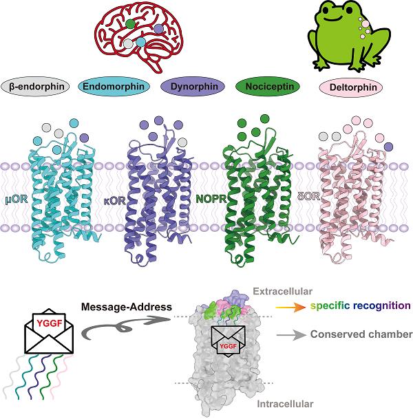 中科院上海药物所合作阐述阿片受体家族与内啡肽系统的分子作用机制