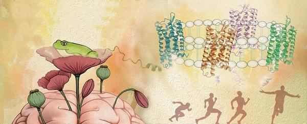 中科院上海药物所合作阐述阿片受体家族与内啡肽系统的分子作用机制