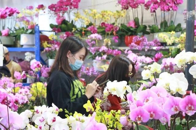 年花低至五元、接驳车增开班次！芳村岭南花卉市场生意旺