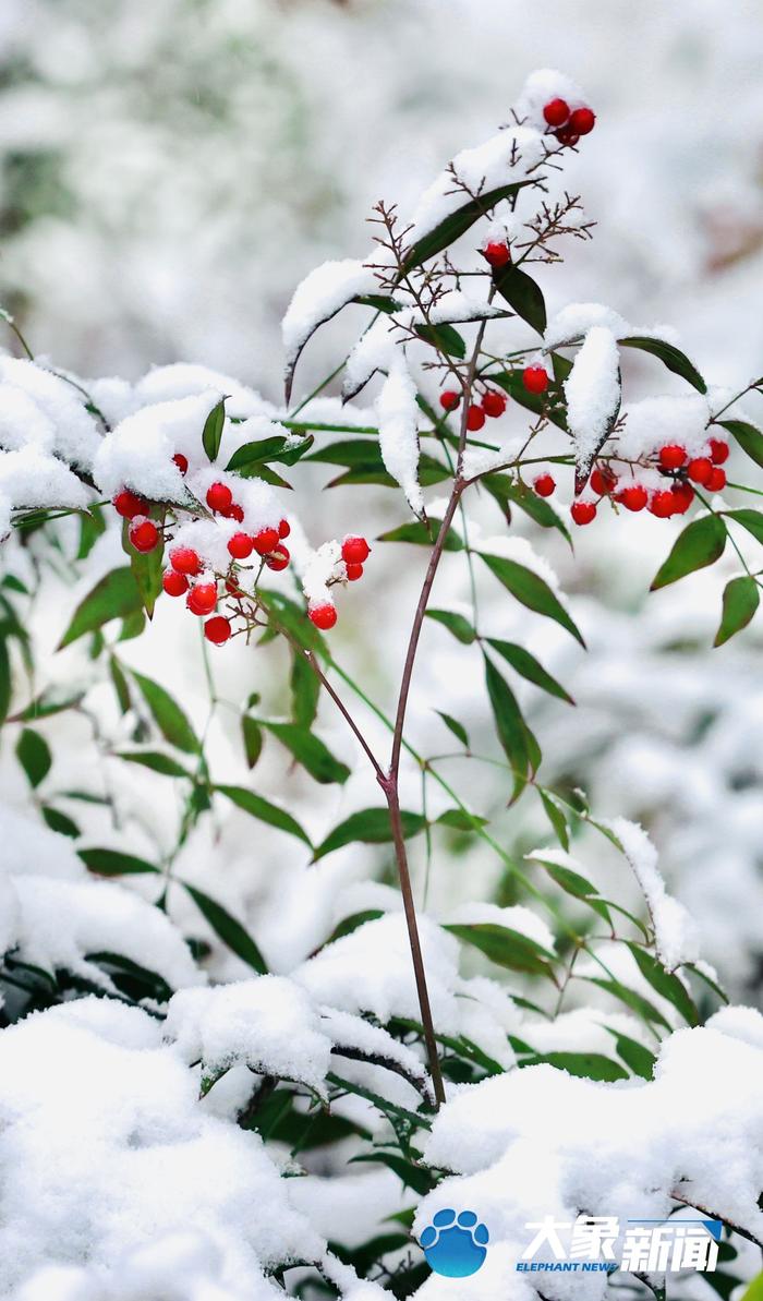 今天你玩雪了吗？ 郑州迎来2023年第一场降雪